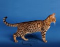 /album/amina/a1-bengal-cat-amina-beauty-cat-faith-jpg/